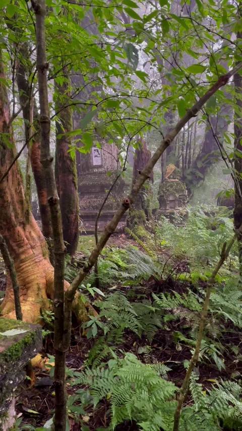 The richness of the forest on the highest mountain peak in Thailand. 動画素材 289281055
