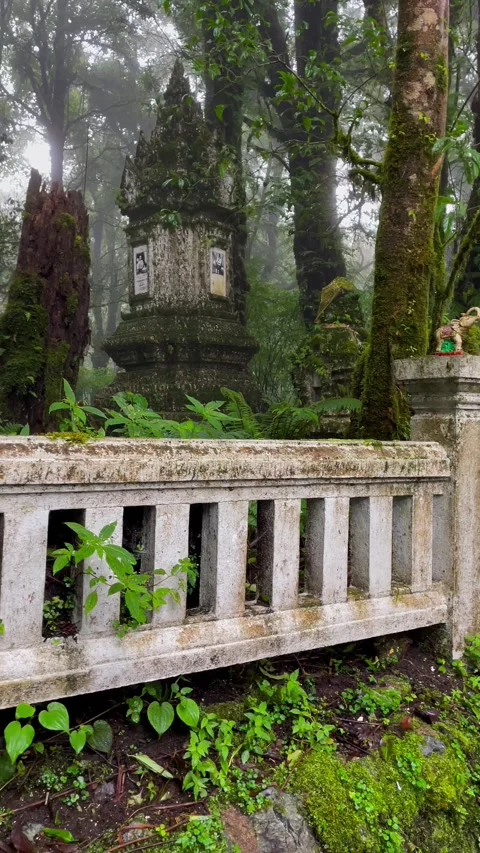 The richness of the forest on the highest mountain peak in Thailand. 動画素材 289281069