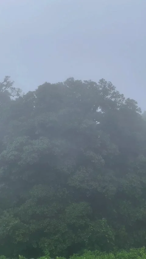 The richness of the forest on the highest mountain peak in Thailand. 動画素材 289281072