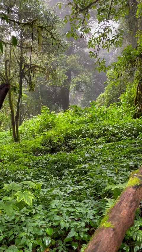 The richness of the forest on the highest mountain peak in Thailand. 動画素材 289281073