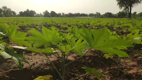 Ricinus communis (castor bean) crop young field with sunlight, growing casttor Stock Footage 346889133