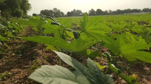 Ricinus communis (castor bean) crop young field with sunlight, growing field Stock Footage 346889140