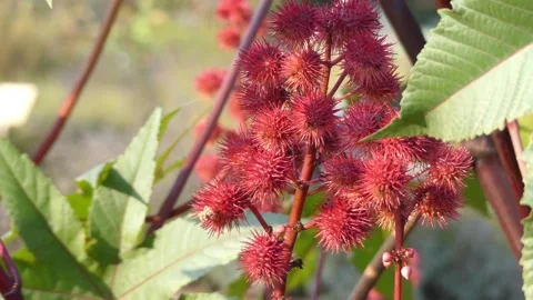Ricinus communis, castor bean or castor oil plant, is species of perennial fl Stock Footage 130185164