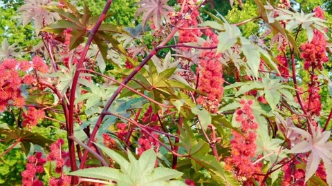 Ricinus communis, castor bean or castor oil plant, is species of perennial fl Stock Footage 130402363