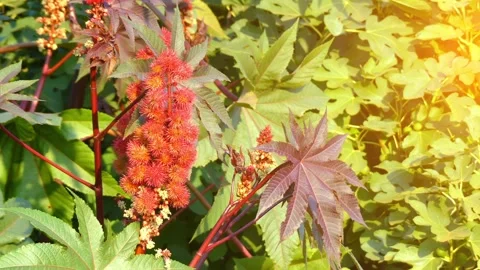 Ricinus communis, castor bean or castor oil plant, is species of perennial fl Stock Footage 130528207
