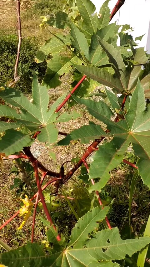 Ricinus communis). Stock Footage 325784268