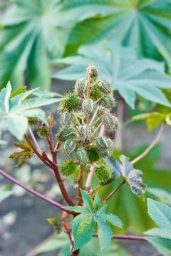 Ricinus communis. 写真素材
