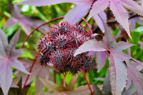 Ricinus communis. Stock Photos