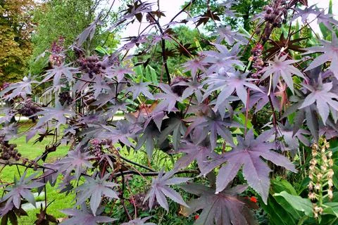 Ricinus communis. Foto stock
