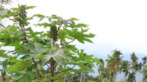 Ricinus communis plant Video stock 246430196