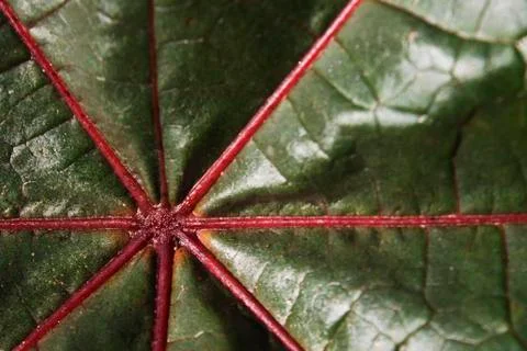 Ricinus leaf Foto stock