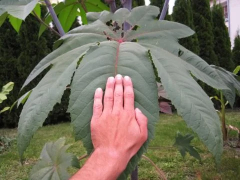 Ricinus leaf Foto stock