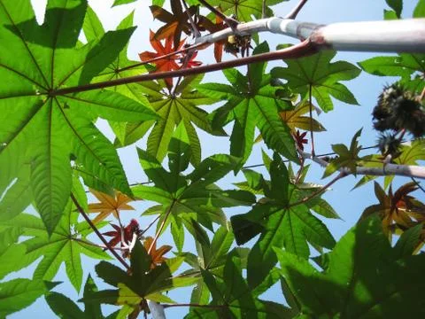 Ricinus leafes Stock Photos