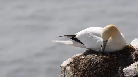 Rick Autin gannet nesting July 20 2019 Stock Footage 119698474