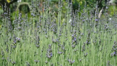 Rickety lavender flower Stock Footage 255458355