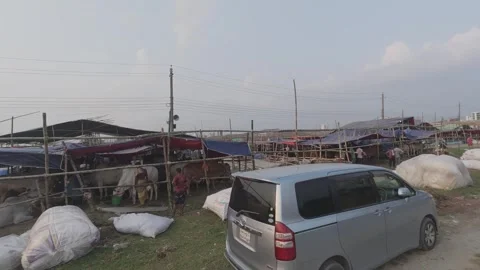 Rickshaw Passing by Eid Sacrificial Cattle Market in Uttara Diyabari, Dhaka Stock Footage 335373767