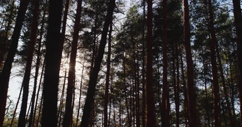 Ride along the pine forest, the sun shines through the trees Stock Footage 139422846