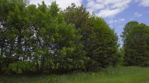 The ride along the tree against the background of cloud. Wide angle. Real time Stock Footage 64880379