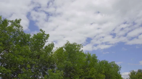 The ride along the tree against the background of cloud. Wide angle. Real time Stock Footage 64880913