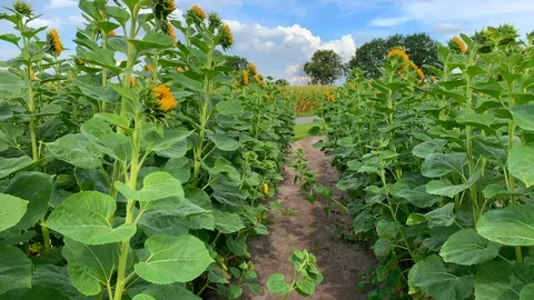 A ride between many sunflowers on the right and left side Stock Footage 115584682