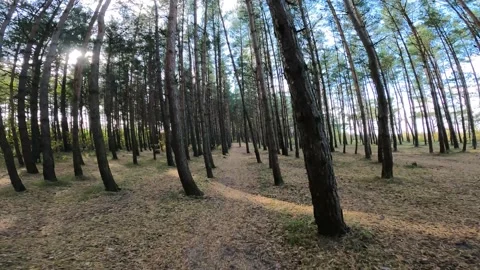 Ride a bike through the pine trees in the forest Stock Footage 163204874