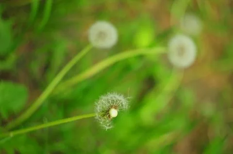 Ride dandelions Stock Photos