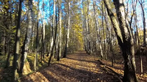 Ride through the autumn forest Stock Footage 96462981