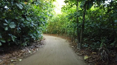 Ride through Jungle 2 Stock Footage 105475296