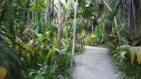 Ride Through Jungle 3 Stock Footage 105475797