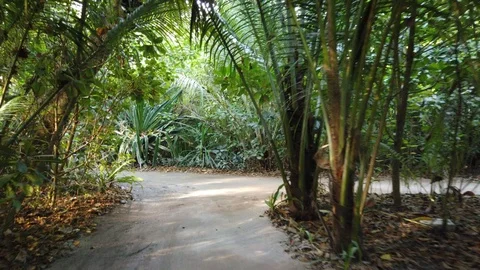 Ride through Jungle Stock Footage 105475120