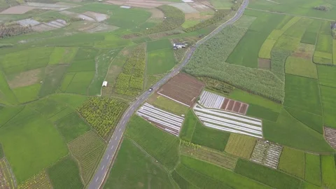 Rider and Driver in between of paddy field. Video stock 148305282