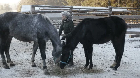 Rider is combing horse's mane Video stock 85955519