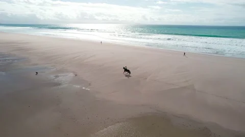 Rider on horseback running on the beach Stock Footage 230241432
