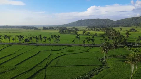 Rider &amp; Paddy Field Stock Footage 146568927