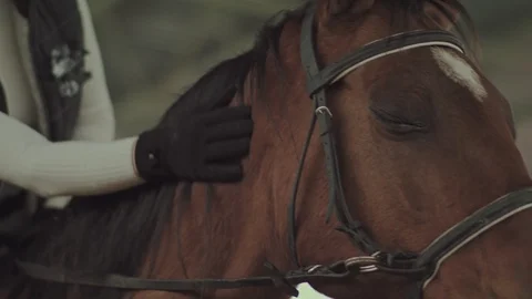 Rider stroking his horse while sitting astride her Stock Footage 95584571