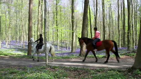Riders in Halle Forest. Stock Footage 49525832