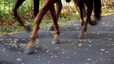 Riders on horseback in the park 2 Stock Footage 33793703