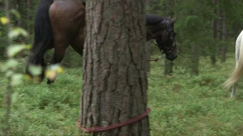 Riders with horses in the forest Stock Footage 237782529