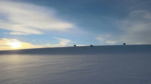 Ridge Deer Stock Footage 169054494