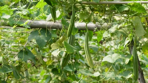 Ridge Gourd Stock-Footage 340749158