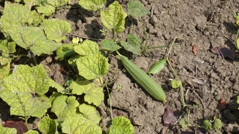 Ridge Gourd Plant Stock Footage 334002703