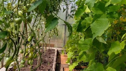 Ridge with plants in the greenhouse Video stock 80543356
