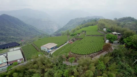 Ridge-Top Tea Fields Above Misty Alishan Valleys, Taiwan Vídeos de archivo 346155463