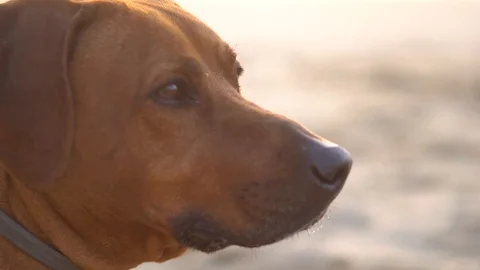 Ridgeback looking at the sea Stock Footage 105294514