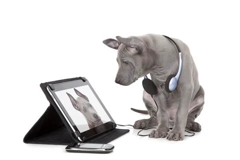 Ridgeback puppy with tablet computer Foto stock