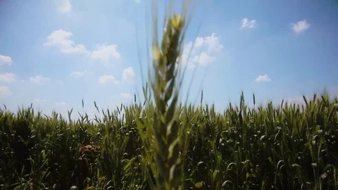 Ridgeback in the thick thickets Stock Footage 79734294
