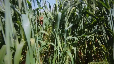 Ridgeback in the thick thickets Stock Footage 79824064
