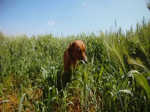 Ridgeback in the thick thickets of grass sniffs Stock Footage 79823994
