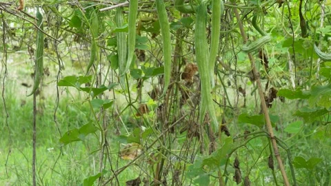 Ridged Gourds Stock Footage 340750328