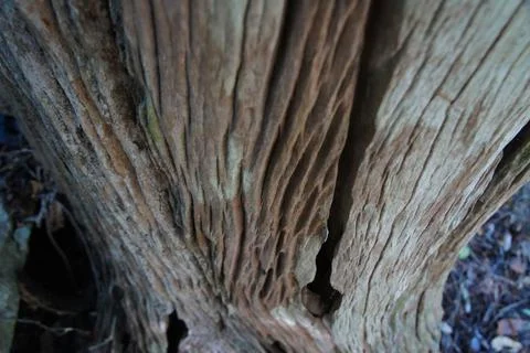 Ridged Tree Trunk Madagascar	 Stock Photos